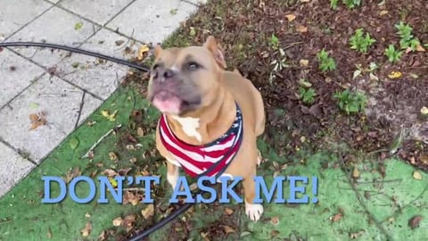 Are We Having Puppies? 