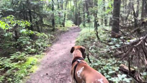 Dog walking through scenic forest