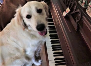 Funny Golden Retriever Dogs Learn To Play Piano!