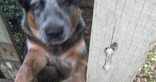 Blue Heeler friend & we got to play with Mack outside