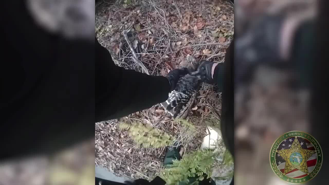 Florida sheriff's deputy rescues hawk being choked by snake Miami Herald