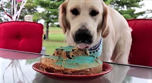 Golden Retriever Dogs !st Birthday Cake!