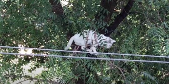 MY TEDDY CAT NOT LISTENING ME WHAT TO DO !! HE LIKES THIS...