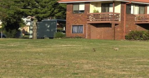 Tikaani wants to check out hare & Wolf just wants too rol...