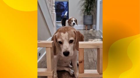How do different types of beagles perform in obstacle cou...