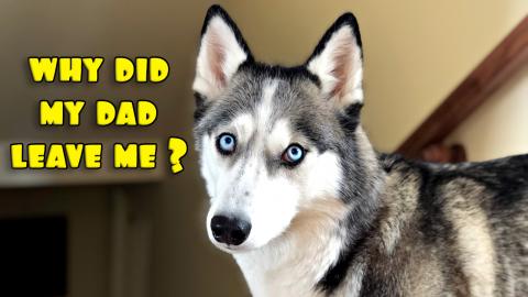 What Happens When I Leave My Huskies Home Alone for the D...