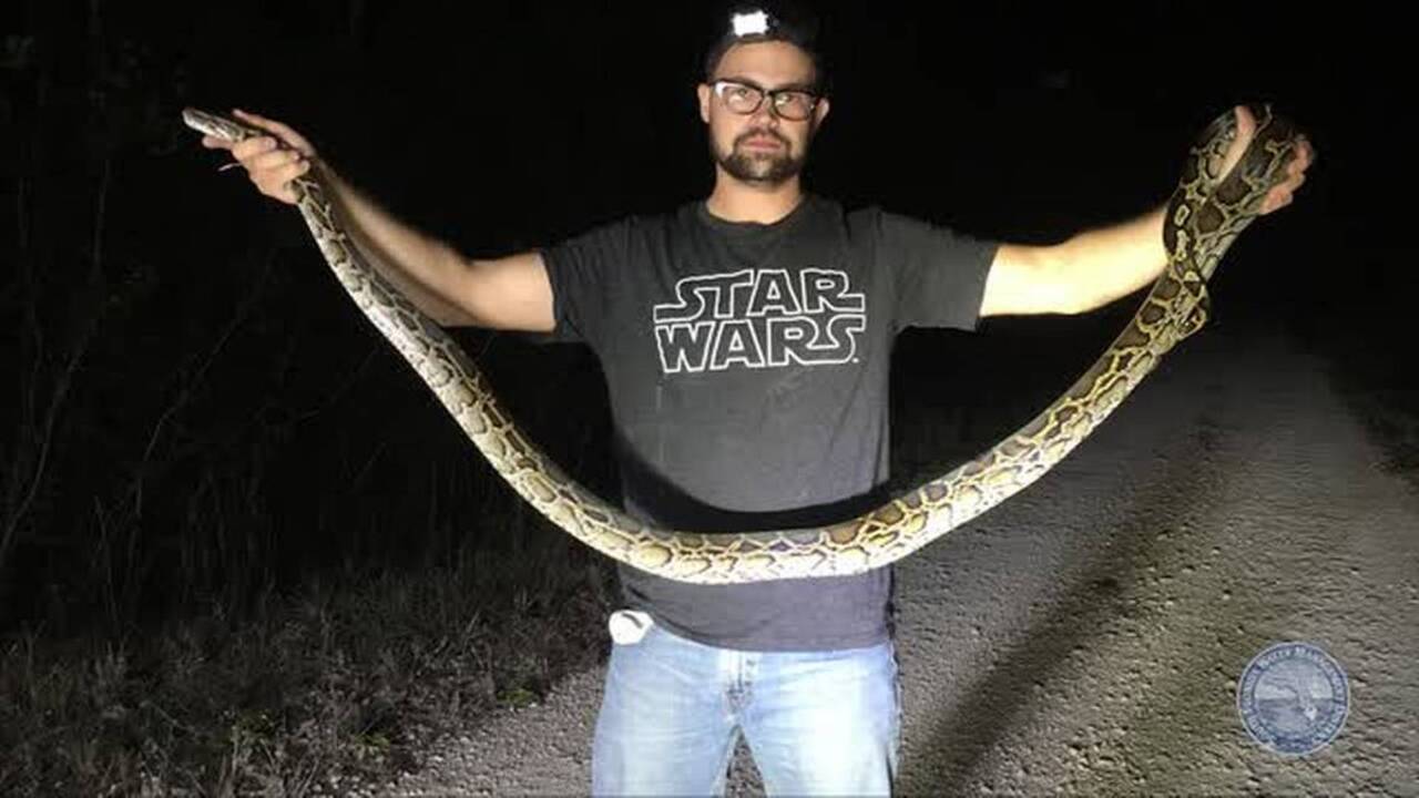 December 2017 python elimination program update | Myrtle Beach Sun News