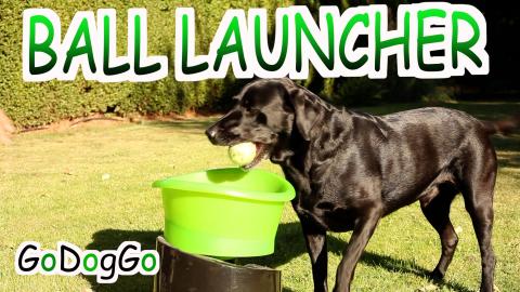 Percy the Labrador with his GoDogGo automatic Ball Throwi...