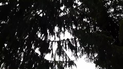 Trees view in the forest