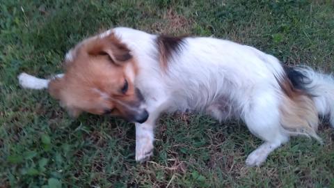 Boby !