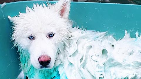Husky Relaxes In The Tub After She Jumps In Bathtub With ...