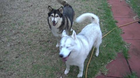 Tikaani's pool has water & Malamute want to play
