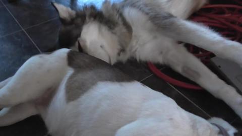 Young Husky Wolf snuggles old terrier