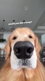 OH NO! I'm Full of Burs!