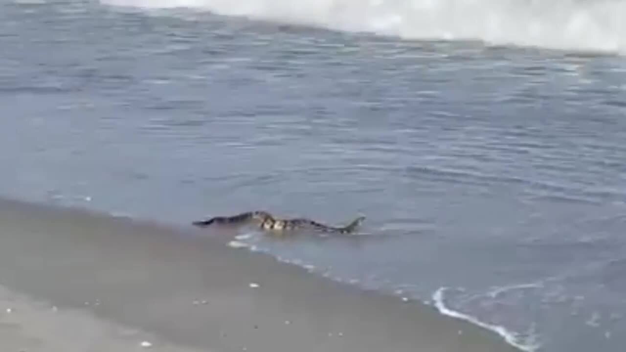 Rattlesnake stakes claim in surf at park in Myrtle Beach, South