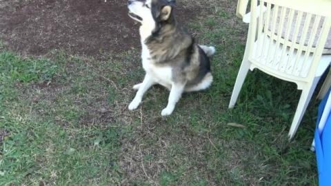 Husky's have lazy day & giant hopping rats