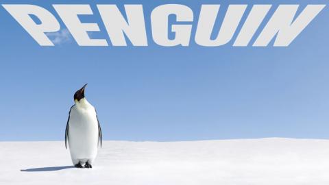 Penguin Facts That Will Melt Your Heart!