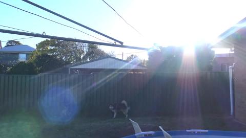 Wolf going to work looking after me