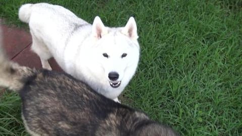 Why is the new build next to the units next door still va...