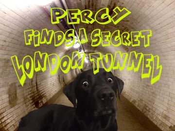 Our Dog Percy The Black Labrador investigates tunnel unde...