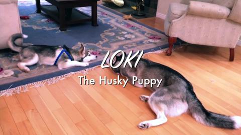 Puppy Play Time | Funny Dogs Video 