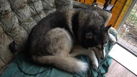 Rain, finally rain and huskies enjoying it