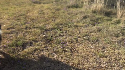 Malamute is loose & husky gets all wrapped up