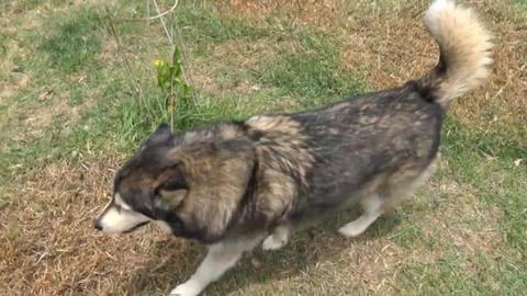 Met hyper Labrador puppy and Husky finds out cows move