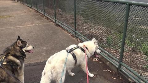 Huskies go for a swim in waterfall & big hike