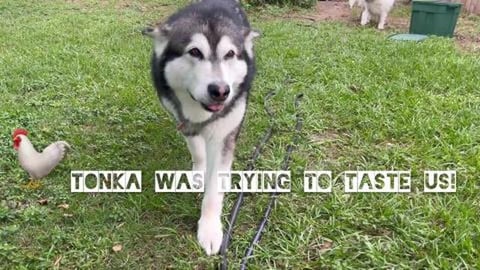 Our Rooster Gregory Peck Tattles on Tonka 