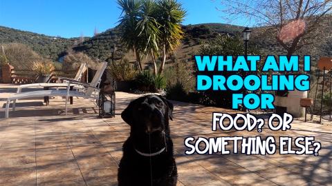 What we do to keep our dogs happy