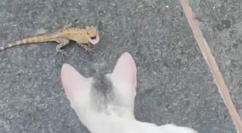 Tedy left a Lizard to hunt Gify ...Gify showing hunting t...