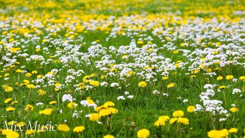 Flowers Fields | Relax & Uplift with Mix Music