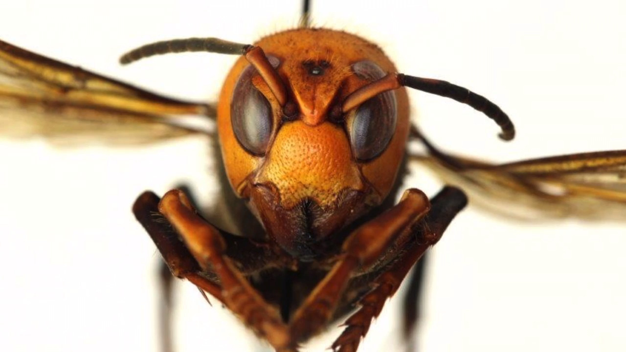 Three More Asian Giant Hornets Found In Whatcom, Near Blaine ...