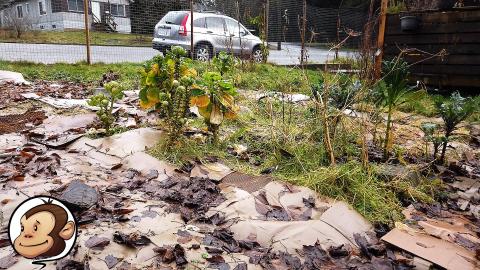 How to Kill Garden Weeds for FREE over Winter