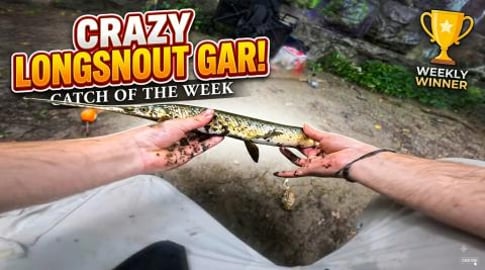 this weeks Fish