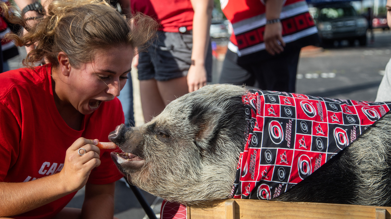 Hurricanes move to 5-0 with Hamilton the Pig in attendance