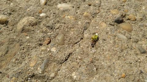 Industrious ant