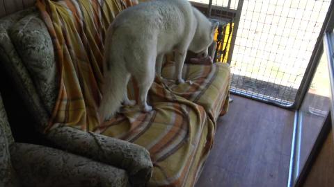 Husky & Malamute bones, another hot day