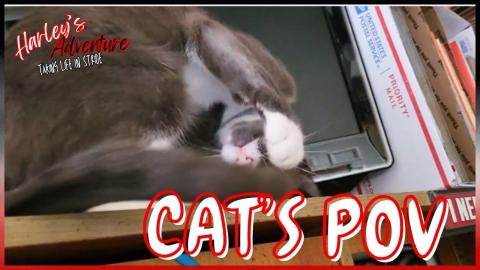 Cat's POV Just Minding My Business @harleysadventure