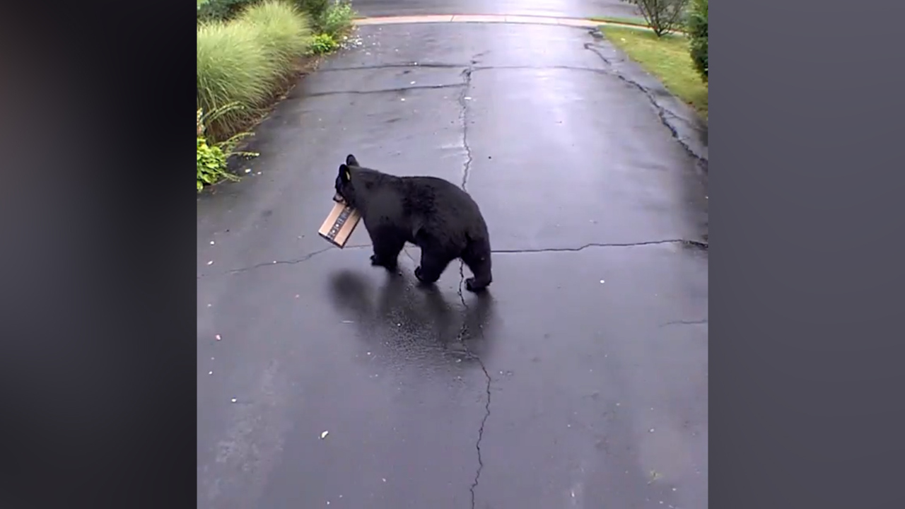 Bear steals Amazon package in Bristol, Connecticut: video | Miami Herald