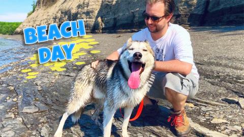 Huskies Off Leash At The Beach: Summer Fun! | Funny Dogs ...