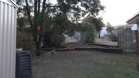 Malamute & husky say Hi to mums neighbors