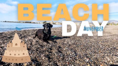 Percy the Labrador Enjoys a Quiet November Sunday on Motr...