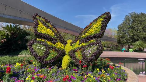 Epcot - Butterfly Garden Tour - Flower & Garden Festival ...
