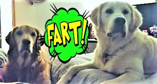 Golden Retriever Dog Farts!