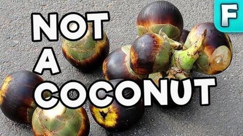 Palmyra Fruit - Fruits You've Never Heard Of