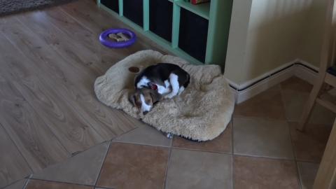 How Life with Crazy Beagle Puppy Looks Like 