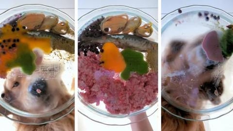 My Dog Eats Raw Food ASMR