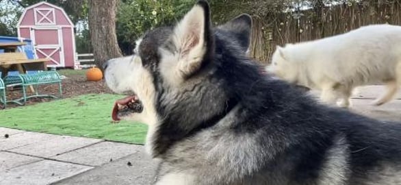 Tonka is mad ! Mad Malamute Gives me the Silent Treatment...